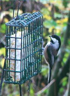 SUET Many varieties starting at $1.00 each